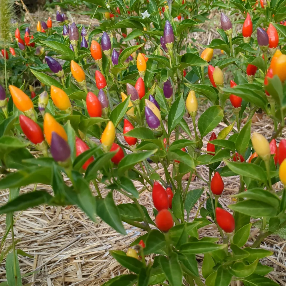 Pieds de piment Ordono en pleine production, couverts de petits fruits dressés de différentes couleurs : violet, rouge, orange et jaune. Le feuillage vert contraste avec le paillage de paille au sol. Cette photo met en valeur le côté ornemental et productif de la variété, cultivée ici pour la récolte et la production de graines de piment très fort.