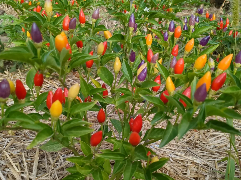 Plants de piment Ordono chargés de petits fruits dressés multicolores, allant du violet au rouge, en passant par le jaune et l’orange. Le feuillage vert vif ressort sur un paillage de paille claire. L’image illustre la vigueur et la richesse de cette variété à la fois décorative et piquante, idéale pour la récolte et la production de graines de piment fort.
