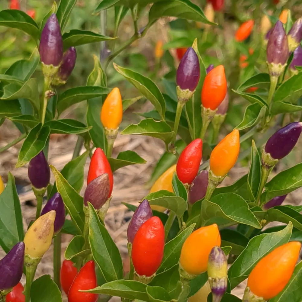 Le piment Ordono est une variété très forte et hautement ornementale. Ses petits fruits changent progressivement de couleur au cours de leur maturation : verts, puis blancs, violets, jaunes, orangés et enfin rouges. Comme ils ne mûrissent pas tous en même temps, la plante offre un aspect multicolore particulièrement décoratif. Ce piment se cultive facilement en pot et se sèche très bien après récolte.