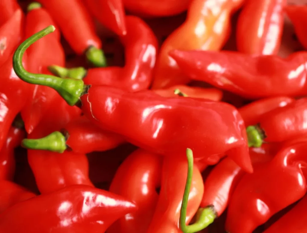 graines biologiques et reproductibles de piment