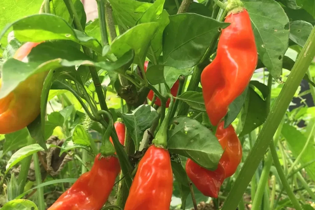 Semences biologiques et reproductibles de piment végétarien