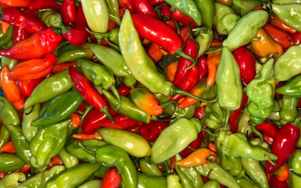 graines biologiques et reproductibles de piment végétarien
