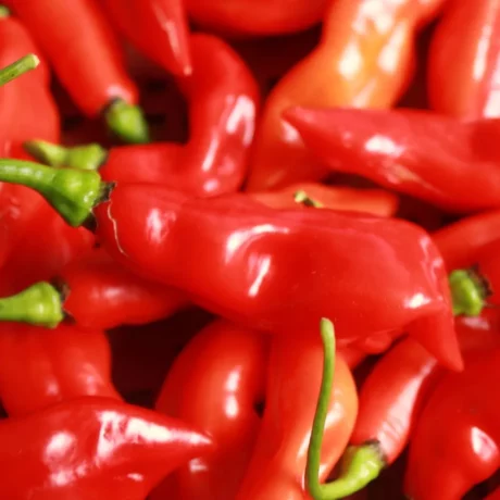 graines biologiques et reproductibles de piment