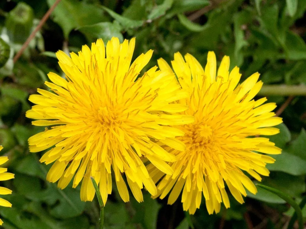 L'image montre deux belles fleurs de pisselits