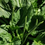 Plantain