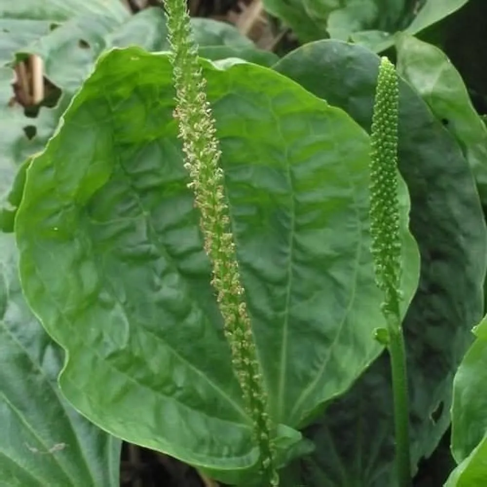L'image montre une grosse feuille de plantain avec sa tige florale verte