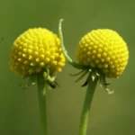Plante Ananas