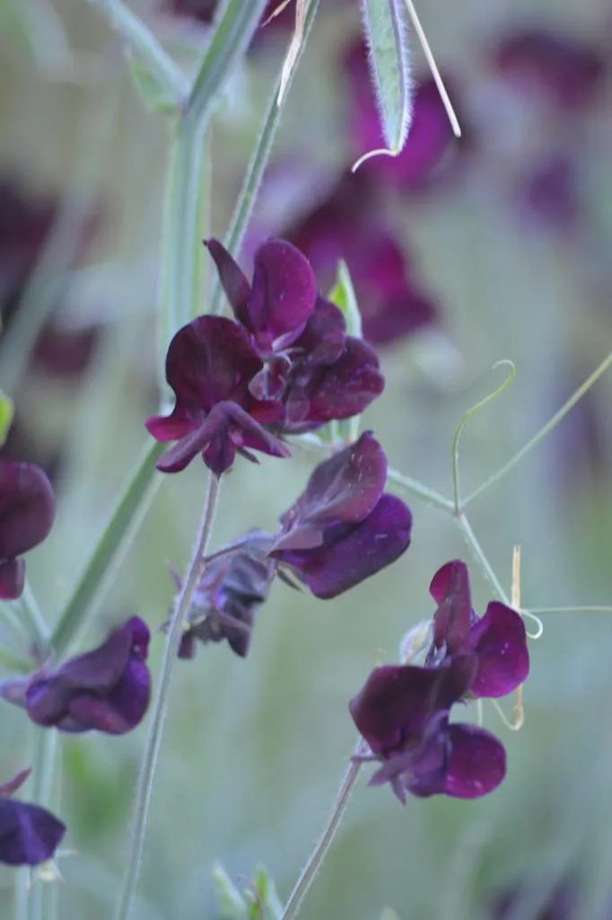 Graines biologiques reproductibles de Pois de senteur pourpre - Pensez Sauvage