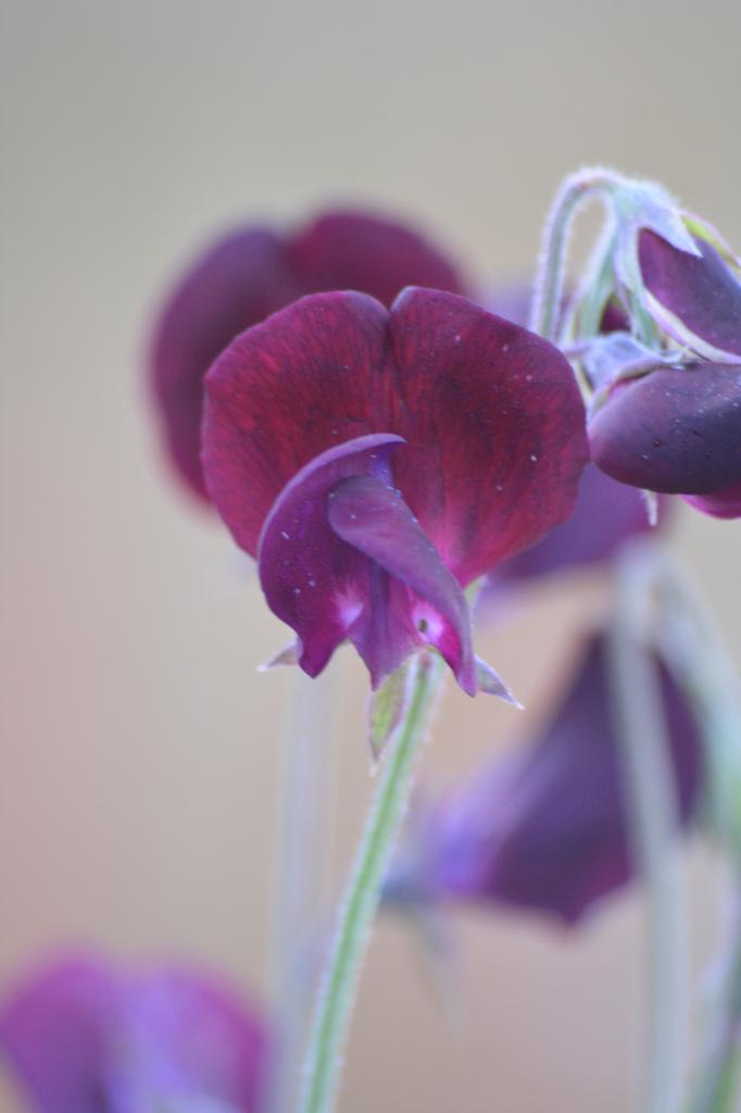 Graines biologiques reproductibles de Pois de senteur pourpre - Pensez Sauvage