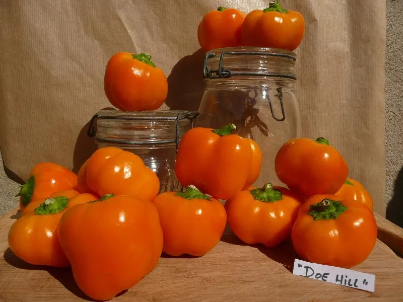 semences biologiques et reproductibles de poivron Doe Hill