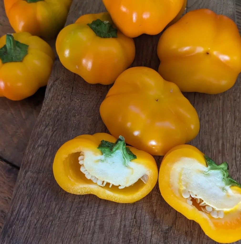 graines bio de poivron doe hill, une variété merveilleuse.