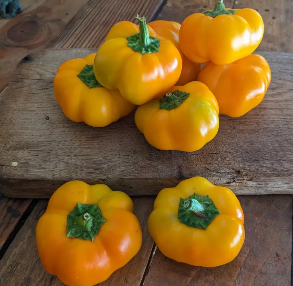 Semences de poivron Doe Hill, une variété remarquable