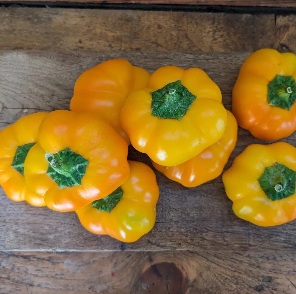 Poivron Doe Hill, une variété naine mais très productive