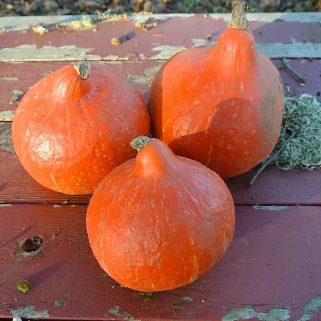 trois potimarrons de la variété Little gem kuri sur une table en bois peinte en rouge, l'éclairage est ensoleillée et ces fruits on l'air délicieux!