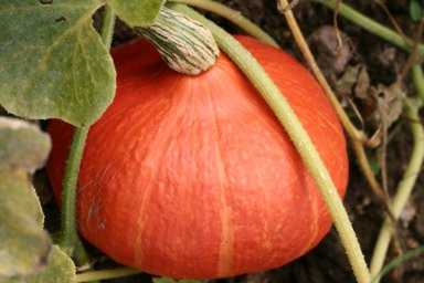 Graines biologiques reproductibles de Potimarron "Red Kury" - Pensez Sauvage