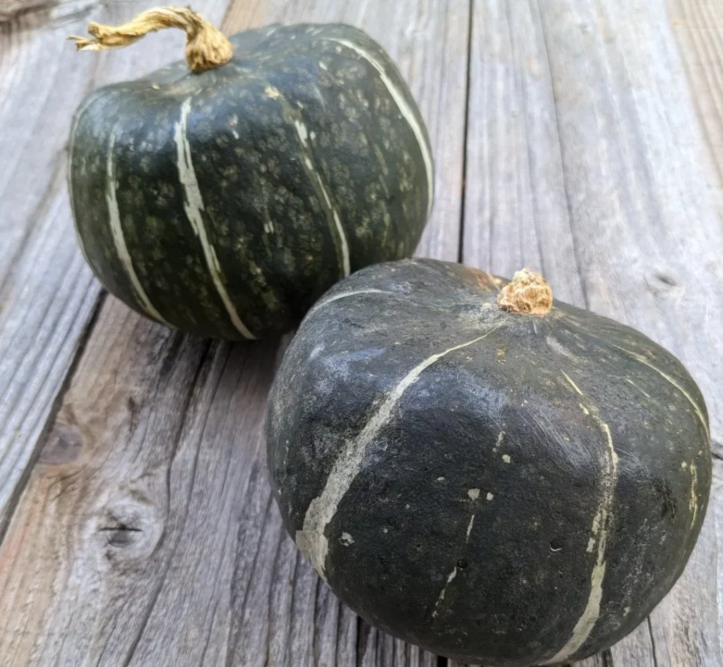 graines biologiques et reproductibles de potiron Buttercup