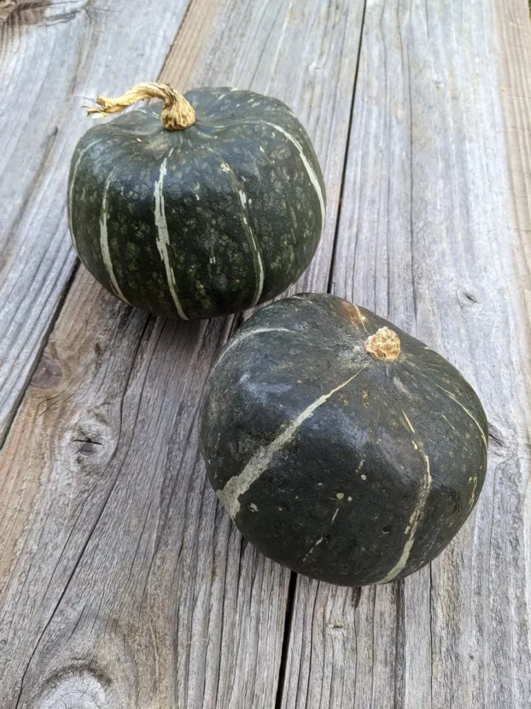 deux potirons Buttercup, sur une planche en bois