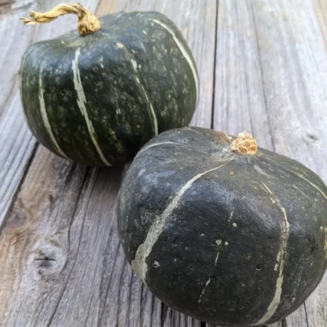 graines biologiques et reproductibles de potiron Buttercup