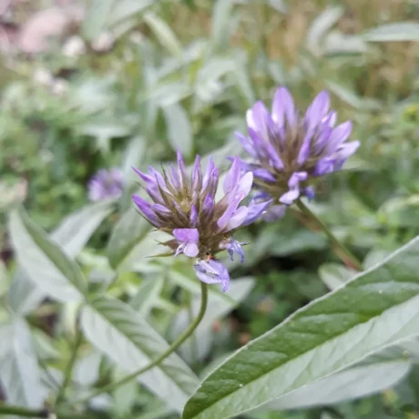 L'image montre une fleur de psoralée bitumineuse violette