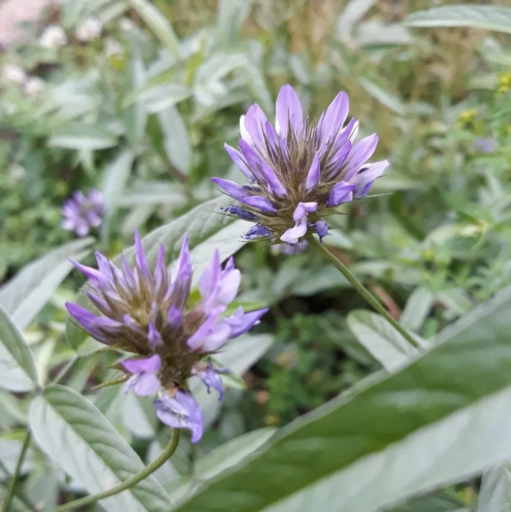 La photo nous montre un pied de Psoralée bitumineuse, une plante mellifère