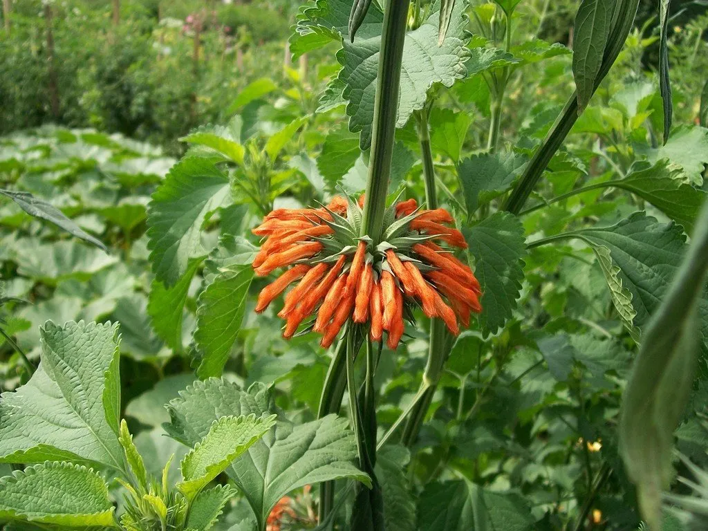 une fleur de queue de lion