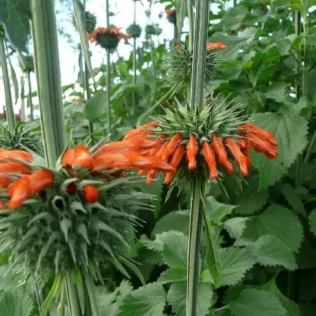Des fleurs de queue de Lion