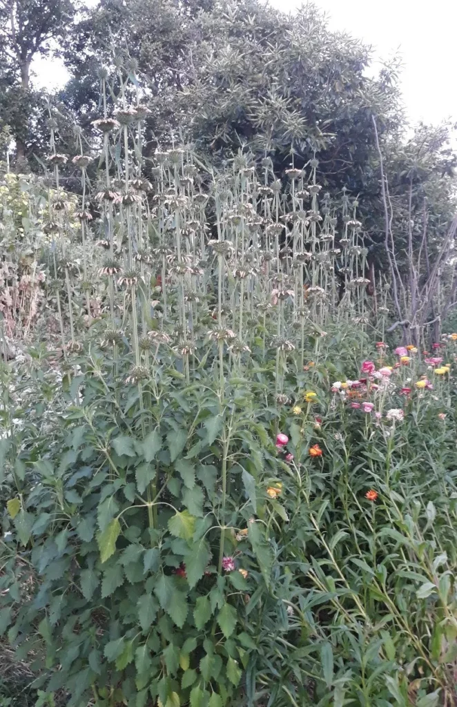 La Queue de lion Chamallow est une plante rare