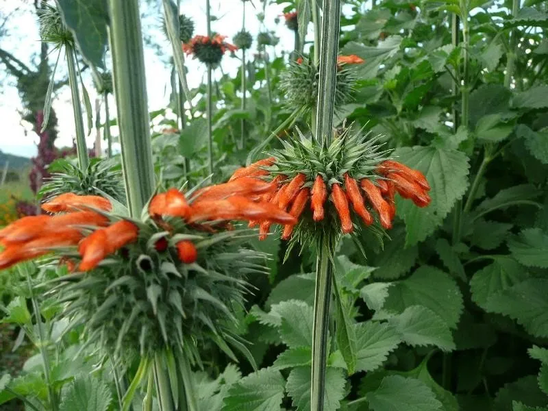 Des fleurs de queue de Lion