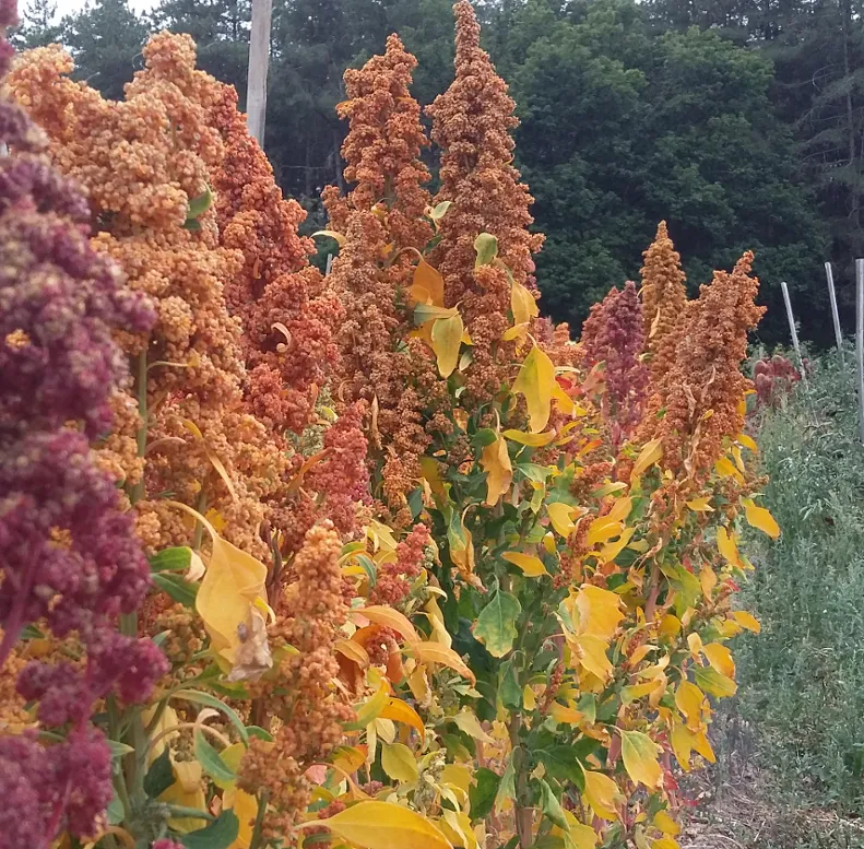 Graines biologiques reproductibles de Quinoa en "Arc-en-ciel" - Pensez Sauvage