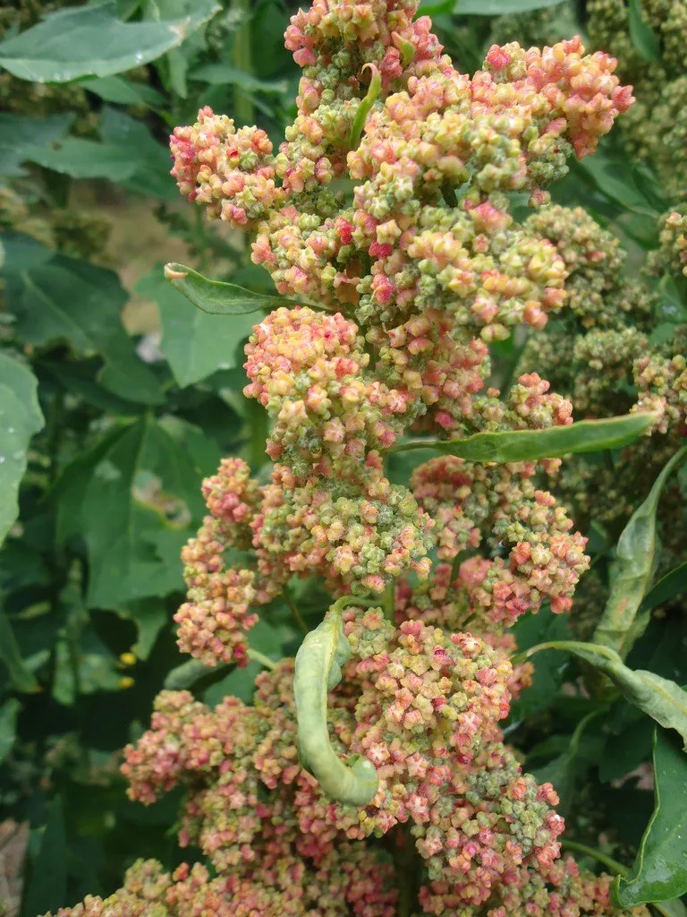 Graines biologiques reproductibles de Quinoa en "Arc-en-ciel" - Pensez Sauvage