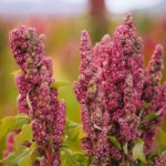 Quinoa "Red Faro"