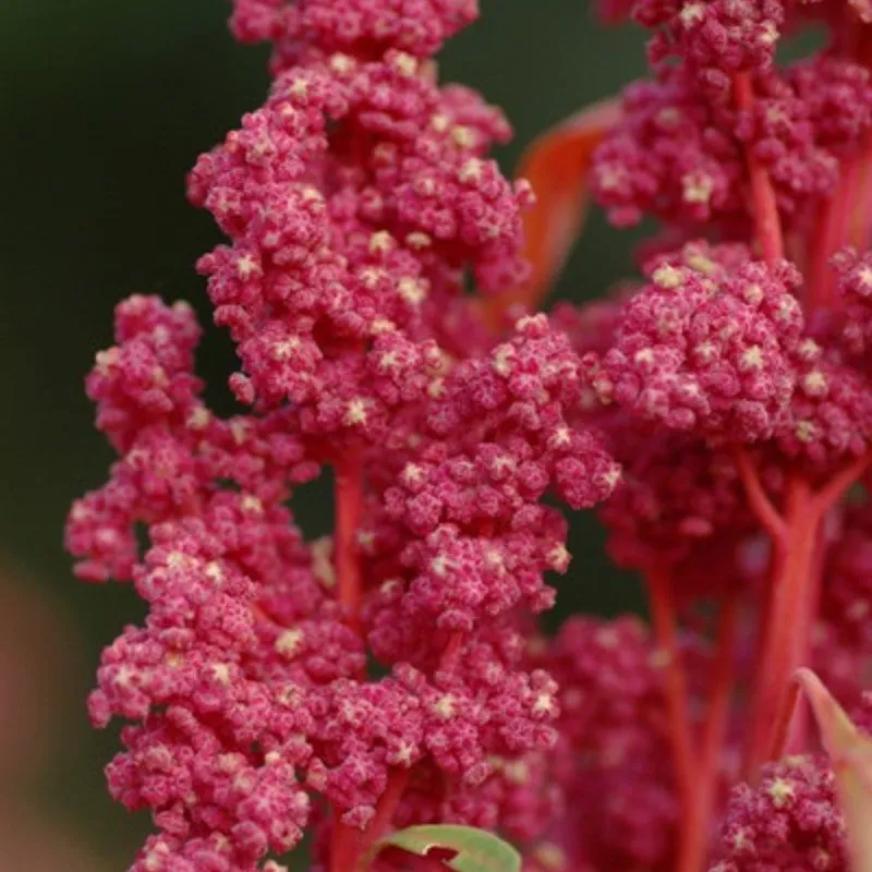 L'image représente un gros plan de l'inflorescence d'un plant de quinoa 'Red Faro'. Les panicules sont très denses et affichent une couleur rouge vif, presque rose foncé, avec de petites fleurs individuelles compactes.
