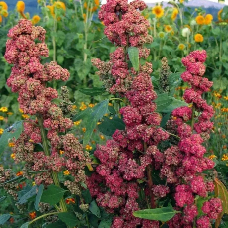 Graines biologiques reproductibles de Quinoa " Red Head" - Pensez Sauvage