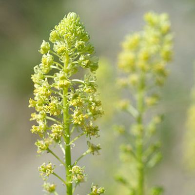 Graines biologiques reproductibles de Réséda - Pensez Sauvage