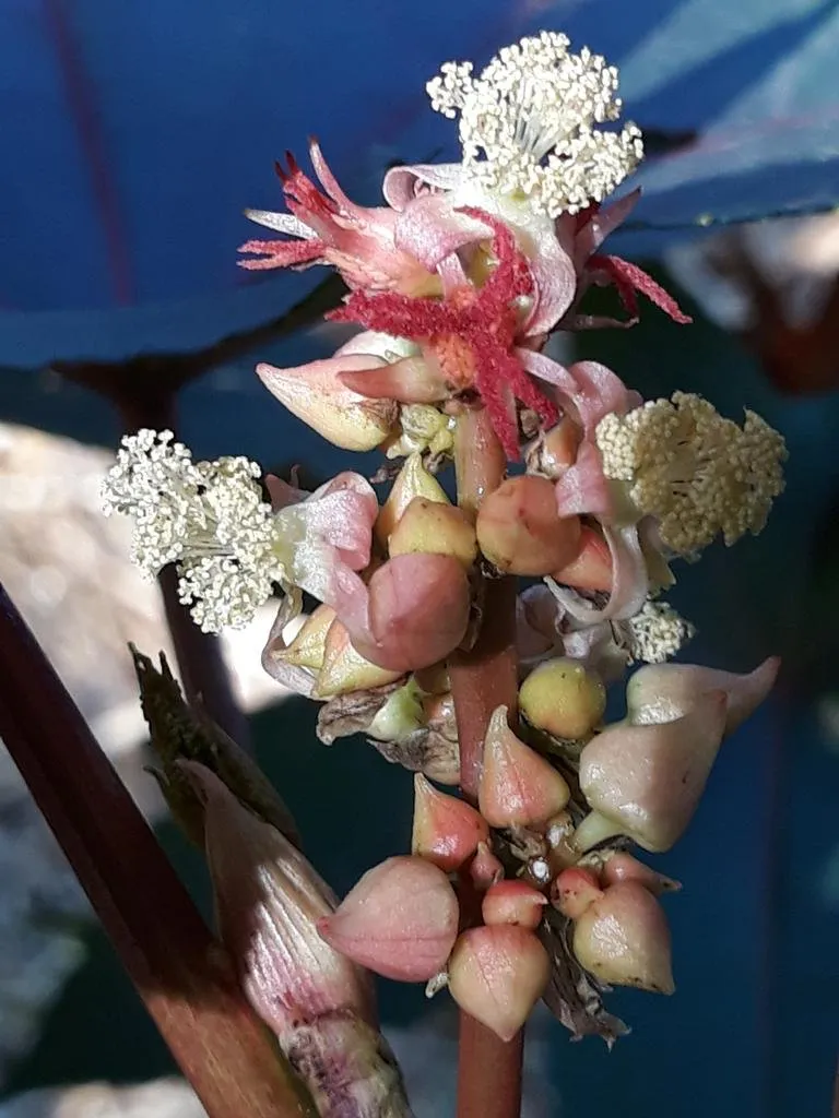 une fleur incroyable de ricin