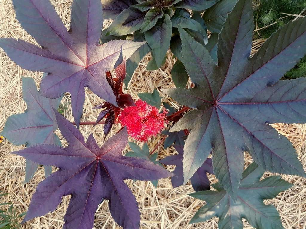 Un plan de ricin vu du haut