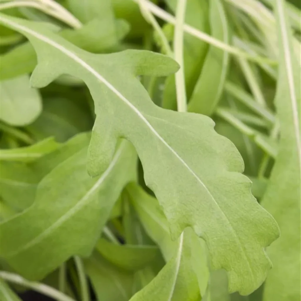 Feuille de roquette vue de près, d’un vert tendre et légèrement nervurée, aux lobes arrondis caractéristiques. On distingue la texture fine et douce de la feuille fraîche, prête à être croquée.