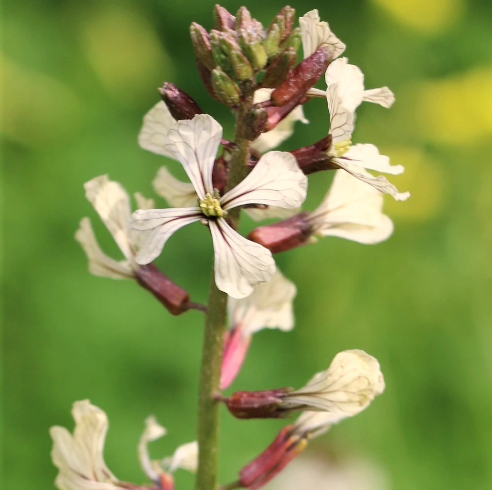 Fleur de roquette en pleine floraison : pétales blanc crème veinés de violet, tige verte dressée, boutons floraux encore fermés au sommet. L’ensemble évoque une plante à la fois rustique et délicate.