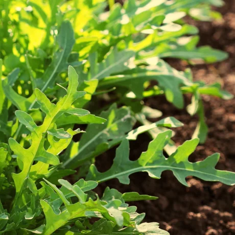 Plant de roquette en pleine croissance dans la terre, feuilles dentelées d’un vert lumineux baignées de soleil. L’image respire la vigueur des jeunes pousses et la promesse de bonnes salades aux graines parfumées.