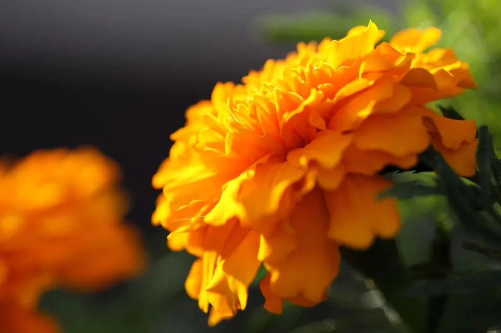 Graines biologiques reproductibles de Rose d'Inde - Pensez Sauvage