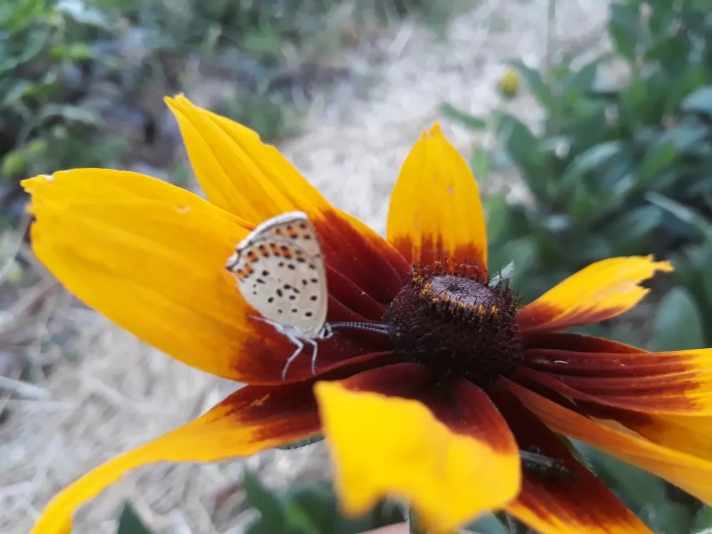 L'image montre une fleurs de rudbeckia en gros plan, on y voit un papillon