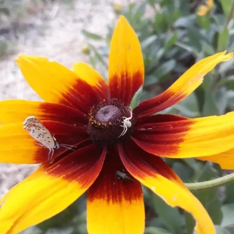 semences paysannes de rudbeckia hirta bio