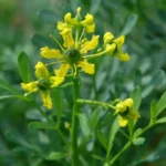 Rue Officinale