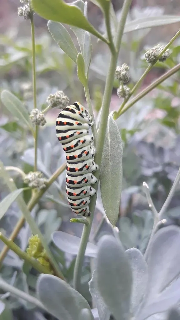 L'image nous montre une chenille sur un pied de rue officinale