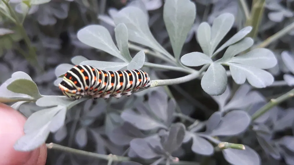 semences paysannes de rue officinale bio, L'image nous montre une chenille sur cette plante