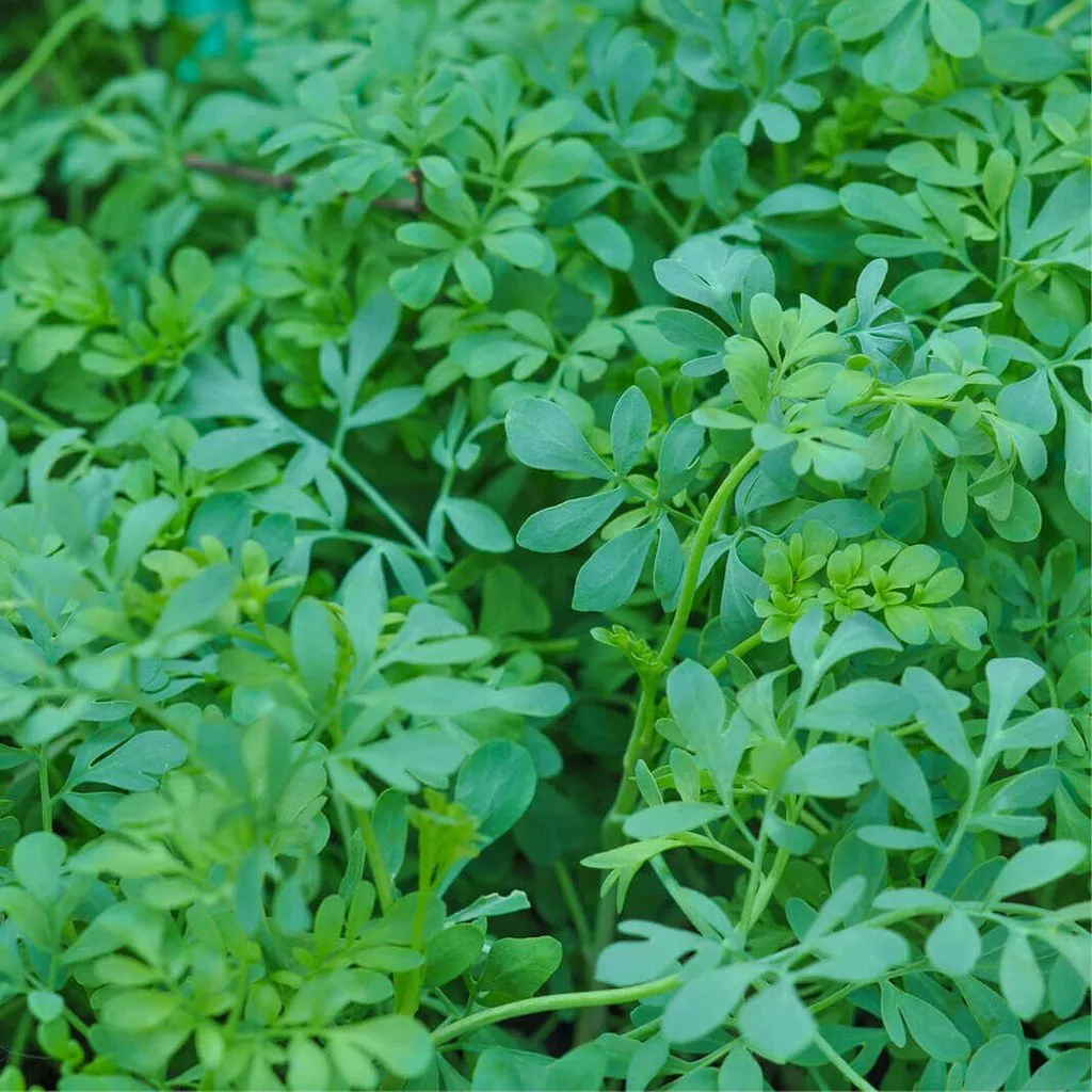 L'image nous montre du feuillage de rue officinale, il est d'un vert puissant