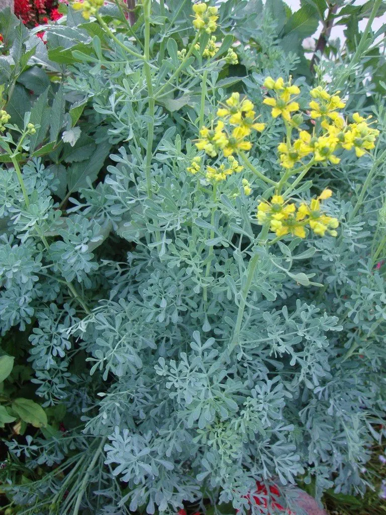 graines biologiques et reproductibles, L'image montre un pied de rue dans le jardin