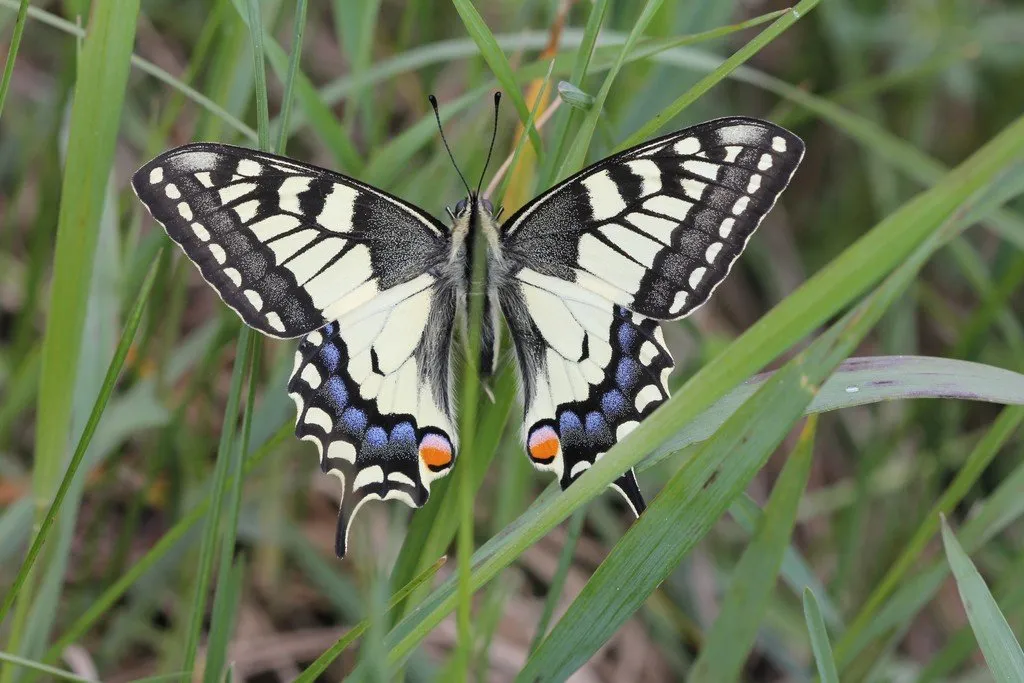 L'image montre un papillon, un de ceux qui vont pondre leurs oeufs sur la rue officinale