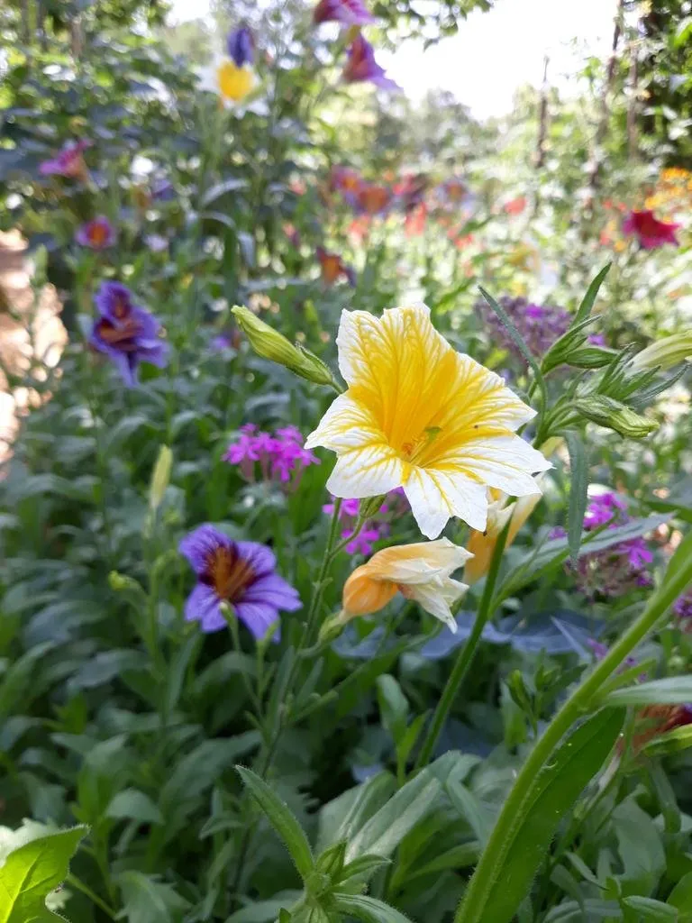 Sur cette image, on voit un jardin riche en couleurs avec au premier plan une fleur de Salpiglossis sinuata. La fleur est de couleur jaune vif avec des nervures marquées de blanc qui ajoutent de la texture et un aspect délicat. Les pétales sont légèrement ondulés, créant un effet de mouvement et d'élégance. Autour de cette fleur centrale, on peut observer d'autres fleurs aux teintes violettes et pourpres, ajoutant de la profondeur et de la diversité à la scène. L'arrière-plan est rempli de verdure et de diverses plantes en fleurs, ce qui donne à l'image une atmosphère vivante et bucolique, typique d'un jardin en pleine floraison.