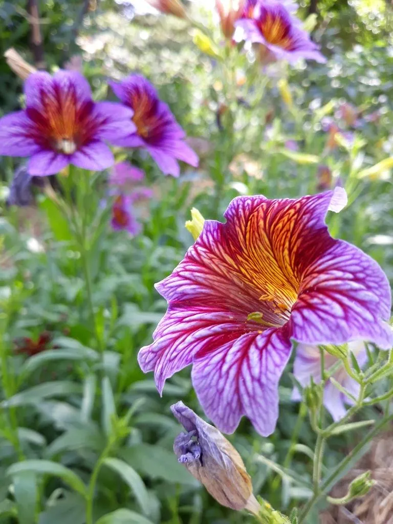 Sur cette image, on peut admirer plusieurs fleurs de Salpiglossis sinuata aux teintes vibrantes. Au premier plan, une fleur aux pétales violets profonds ornés de nervures rouges et jaunes contrastées attire l'attention. Les motifs veinés ajoutent une texture unique et détaillée, conférant à la fleur un aspect presque velouté. En arrière-plan, d'autres fleurs similaires apportent une touche de profondeur, avec des teintes allant du violet au bleu pourpre, créant une palette de couleurs riche et harmonieuse. La végétation environnante et le flou artistique de l'arrière-plan renforcent l'effet visuel et mettent en valeur la beauté délicate et complexe des fleurs de Salpiglossis.